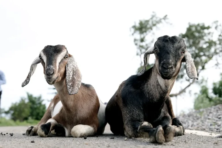 Goat puns: Meaning, Examples, Synonyms, and How to Use It