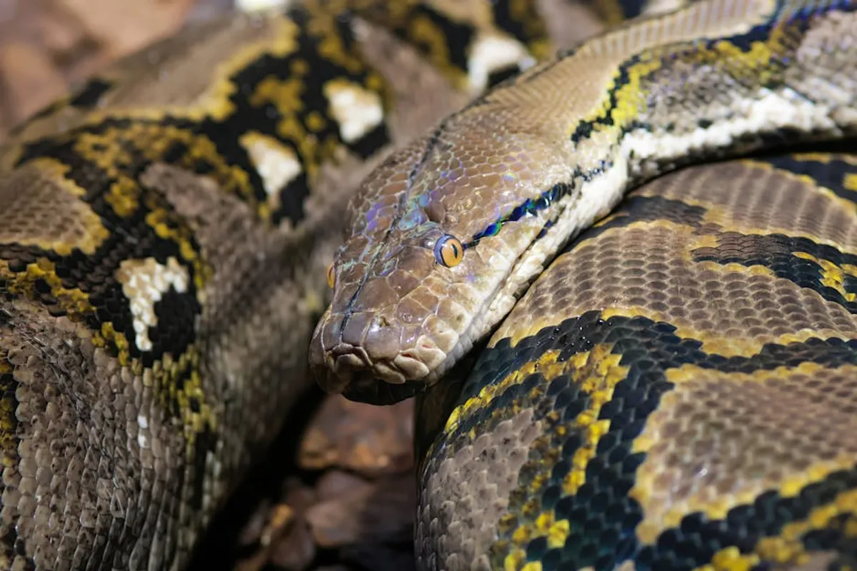 Inheritance in python: Complete Guide, Examples, and Key Details